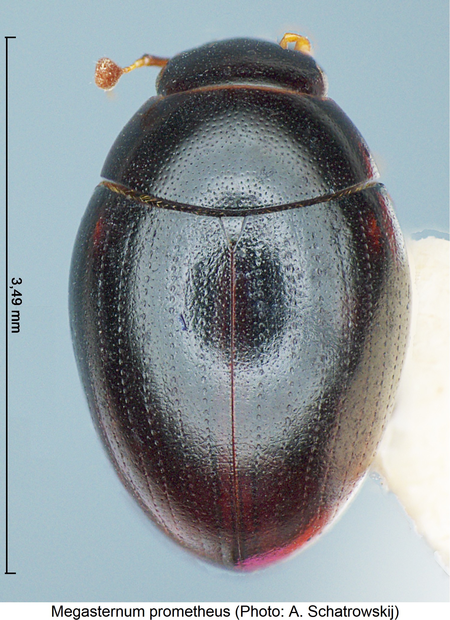 megasternum prometheus habitus.jpg